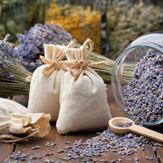 Dried lavender flowers are used to extract essential oils for aromatherapy