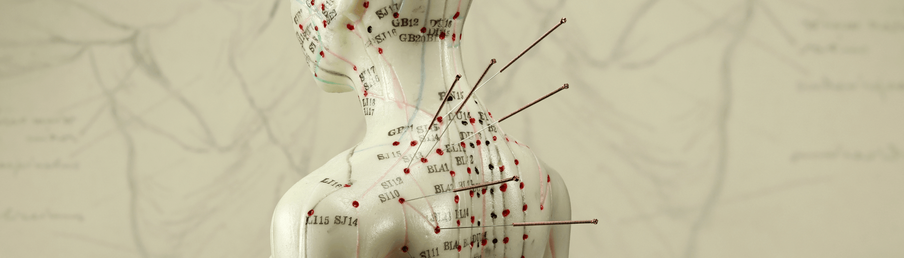 What are the therapeutic uses of acupuncture?