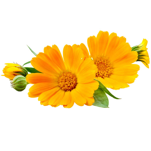Calendula plant - showing open flower along with buds