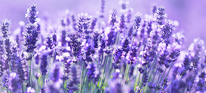 A field of lavender 