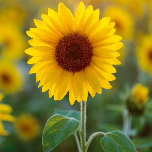 A sunflower close up