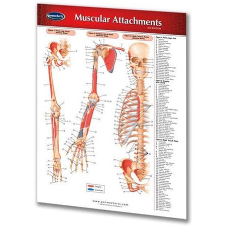 Muscular Attachments Perma Chart front