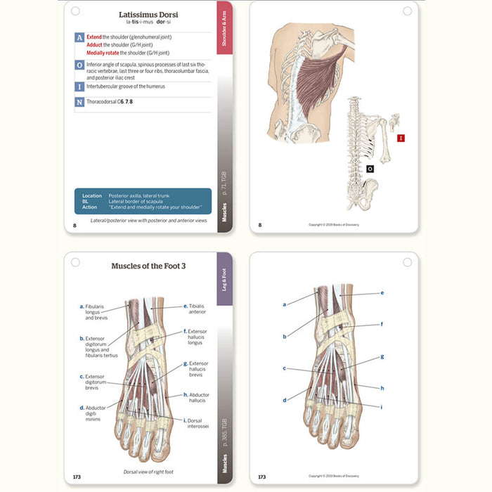 Trail Guide to the Body Flash Cards Vol 2 - 6th Edition example of diagrams