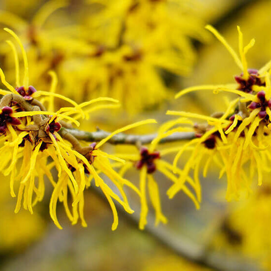 The Bewitching Benefits of Witch Hazel