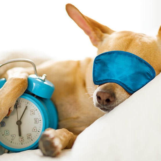 Small dog demonstrating proven sleep habits