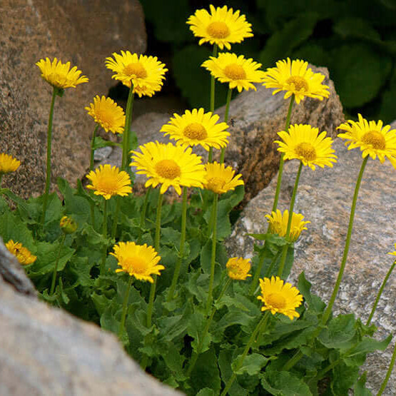 Arnica flowers produce pain relieving oils