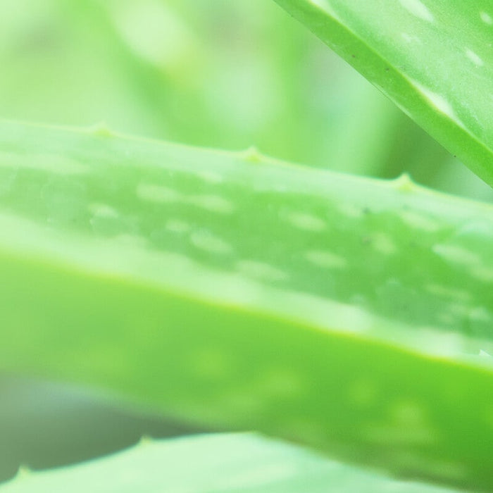 The cultural history of aloe vera plants in medicine and culture.