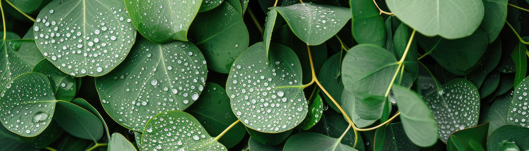 The History of Eucalyptus in Medicine and Culture