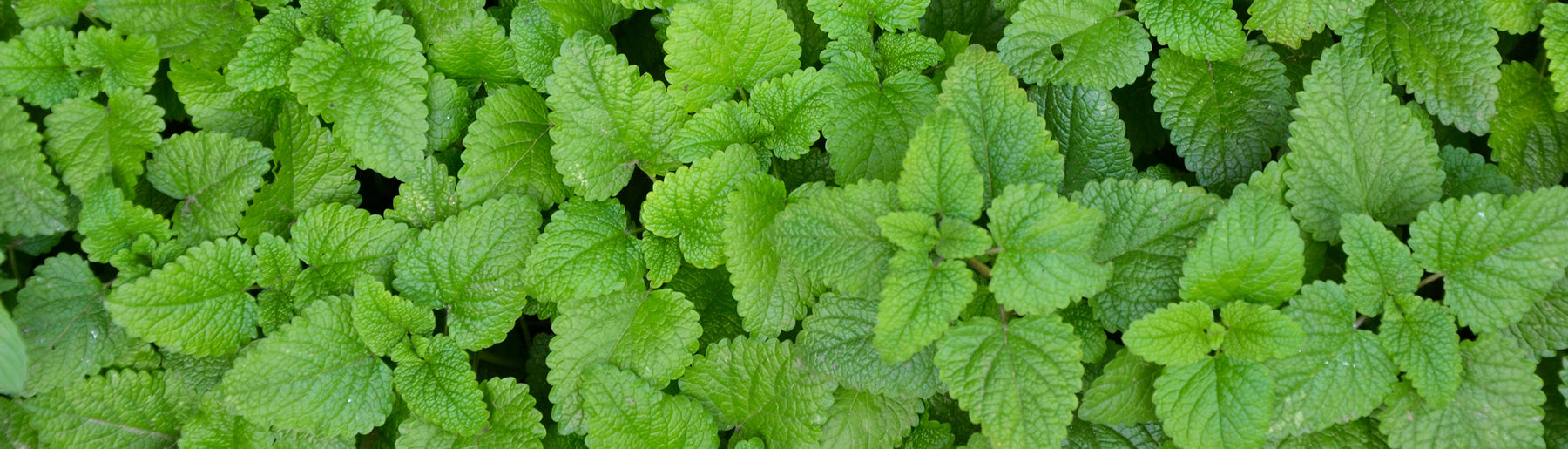 The history of lemon balm in medicine and culture.