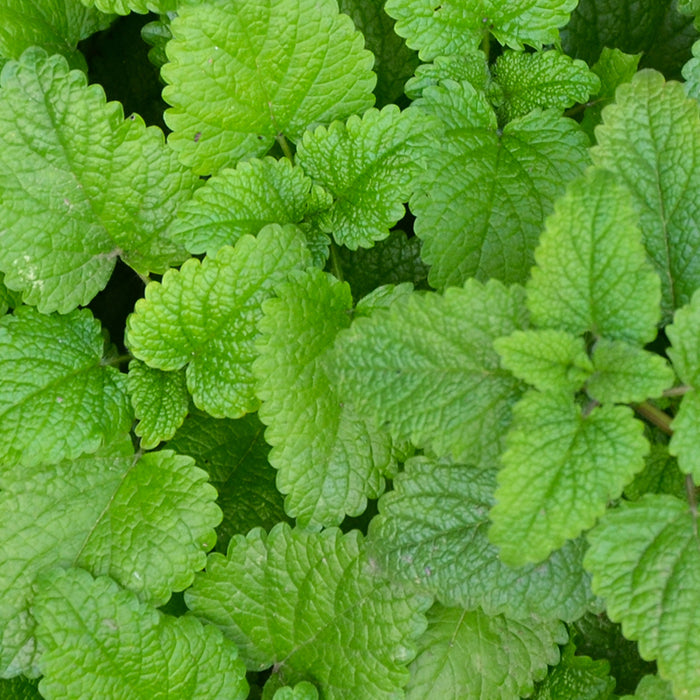 The history of lemon balm in medicine and culture.