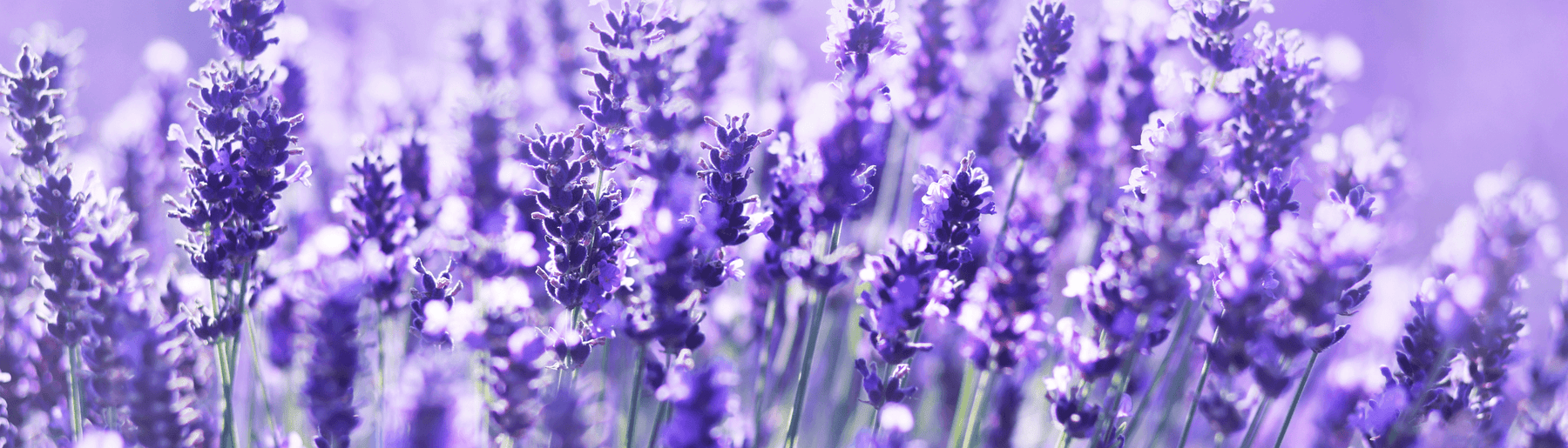 The therapeutic properties of lavender in history and culture