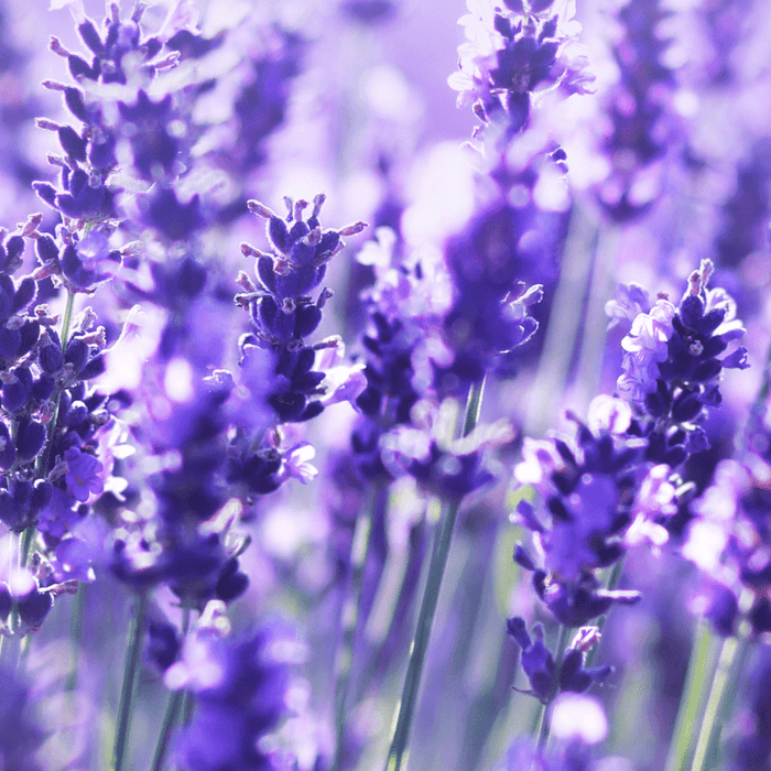 The therapeutic properties of lavender in history and culture