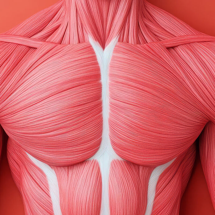 The Science Behind Fascia Release in Physical Therapy