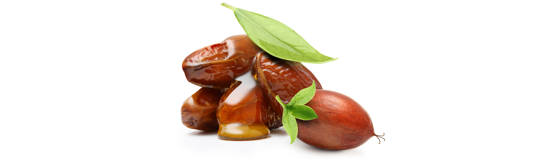 Jojoba nuts are harvested for jojoba oil