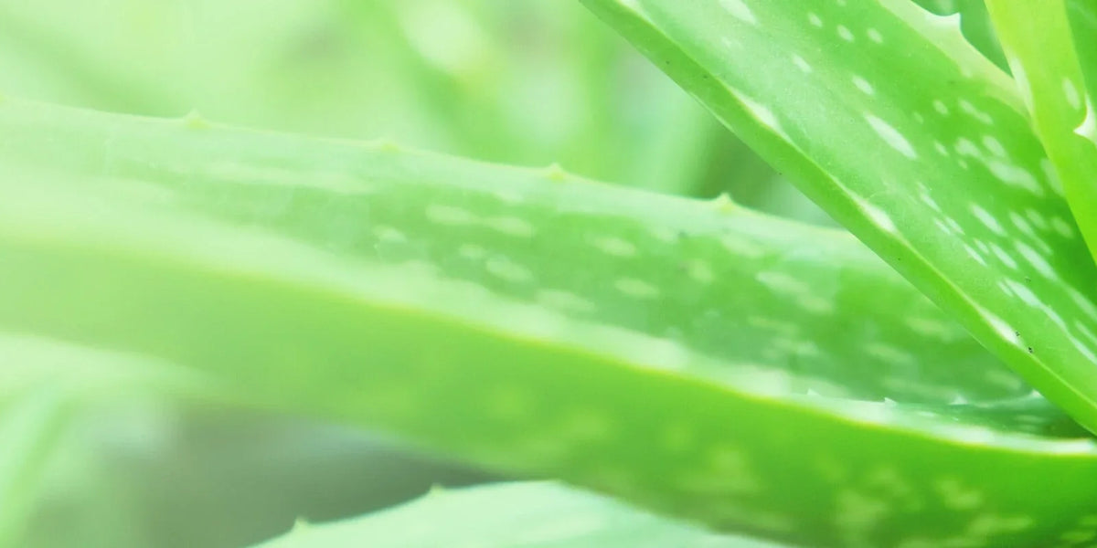 The History & Healing Power of Aloe Vera | Uses & Benefits
