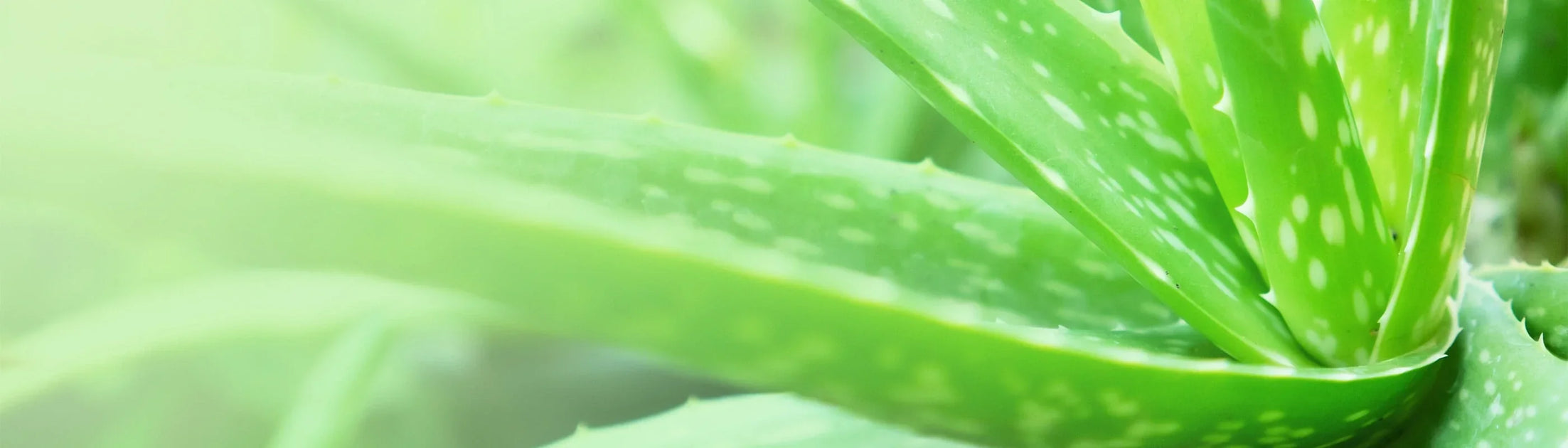 The History & Healing Power of Aloe Vera | Uses & Benefits