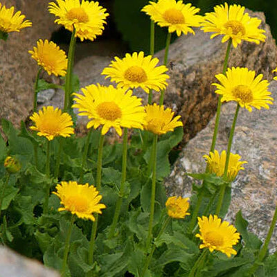 Bodybest Amazing Benefits of Arnica