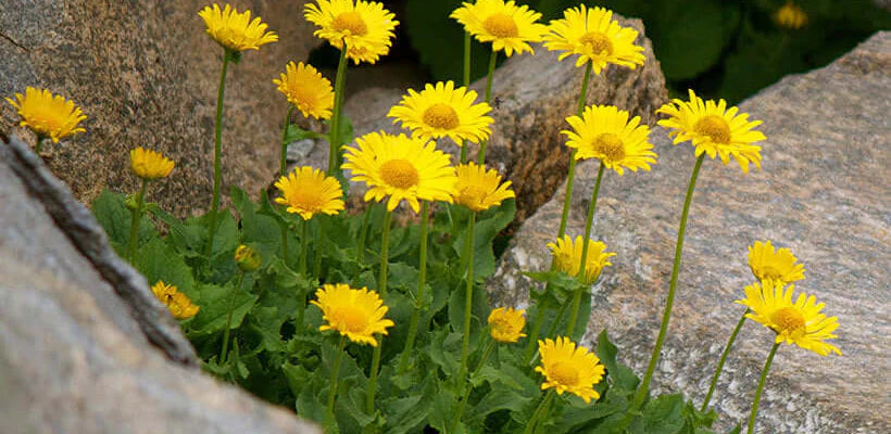 Bodybest Amazing Benefits of Arnica