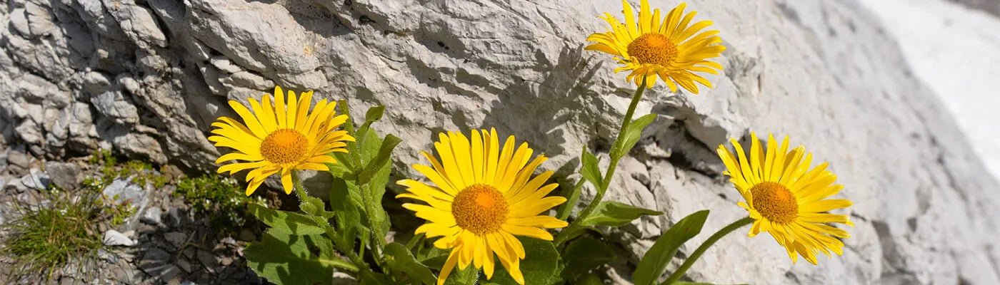 Bodybest Arnica Infused Oil and Its Uses