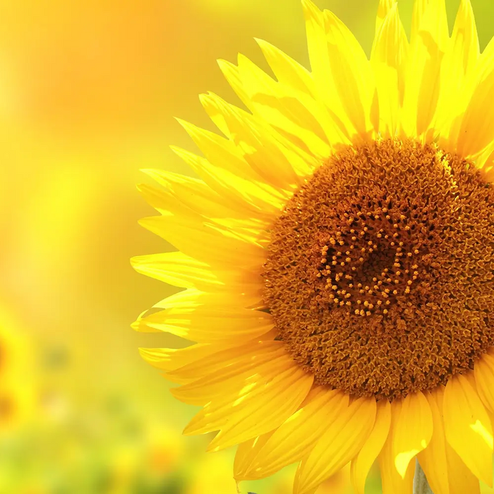 Bodybest benefits of using sunflower oil on your skin