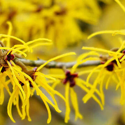 Bodybest The Bewitching Benefits of Witch Hazel