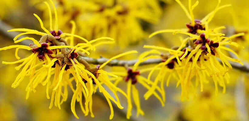 Bodybest The Bewitching Benefits of Witch Hazel