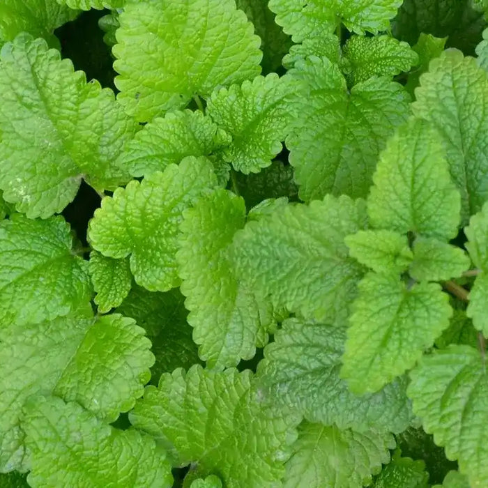 Bodybest The History of Lemon Balm in Medicine and Culture