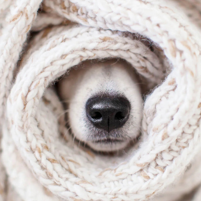 Bodybest Keeping Clients Cozy