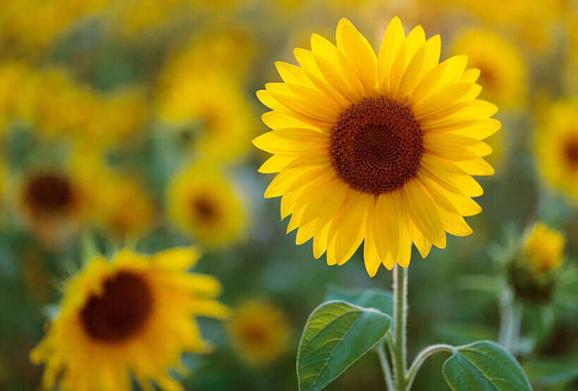 Benefits of Using Sunflower Oil Everday, Including Massage Therapy