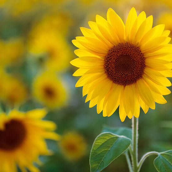 Benefits of Using Sunflower Oil as an ingredient