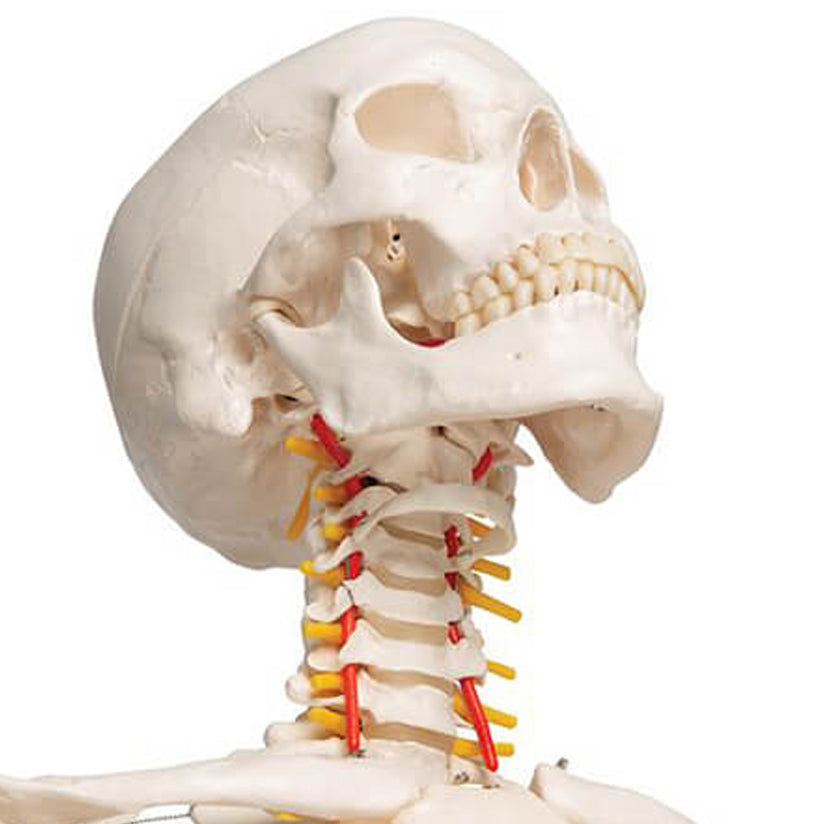 Anatomy Skeletons for Reference
