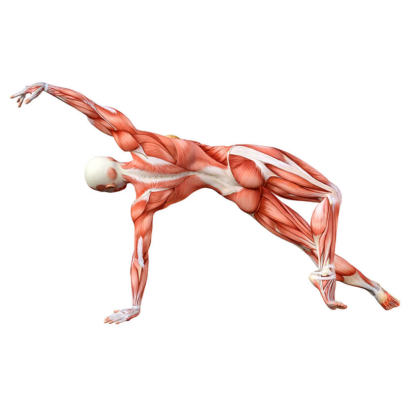 Anatomical features are learned by all health sciences students