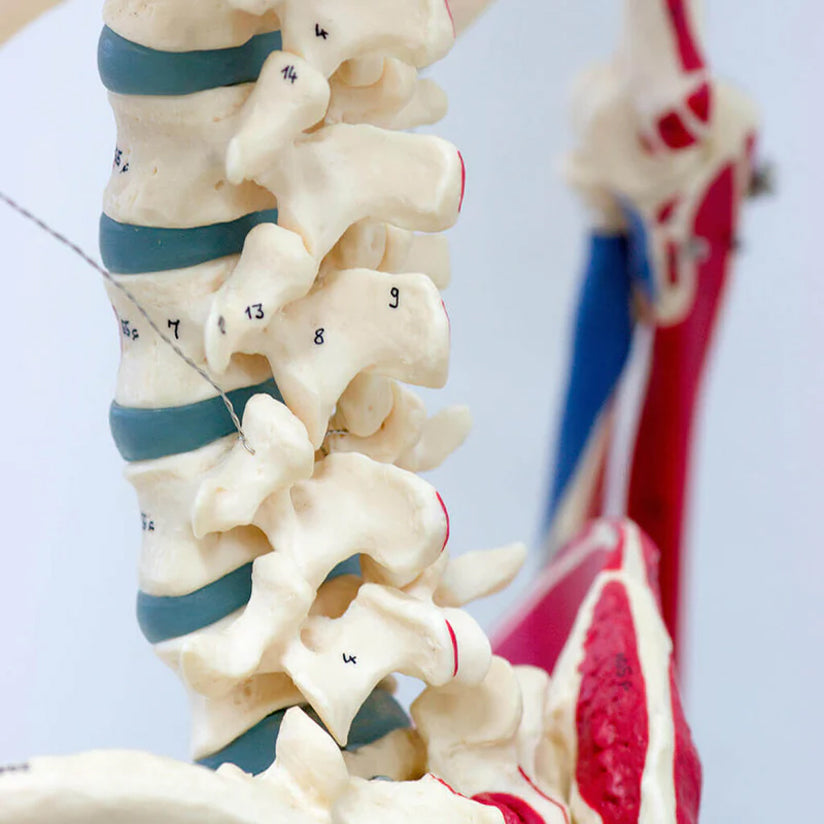 Anatomy Skeletons and Aids