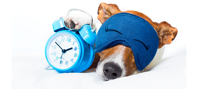 Dog lying down beside an alarm clock with an eye mask on