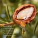 Argan nut with argan oil drop 100% pure cold pressed fragrance free, no additives, no colorants for BodyBest Virgin organic again carrier oil 