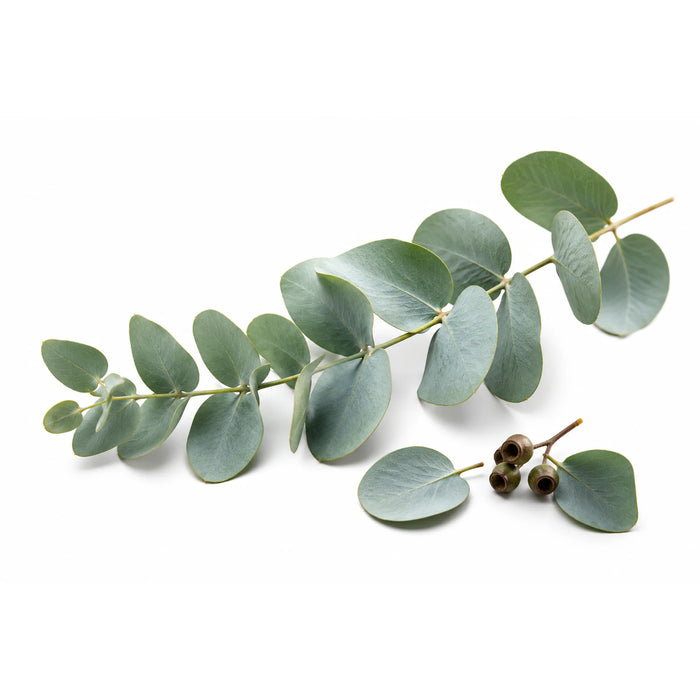 Eucalyptus Essential Oil