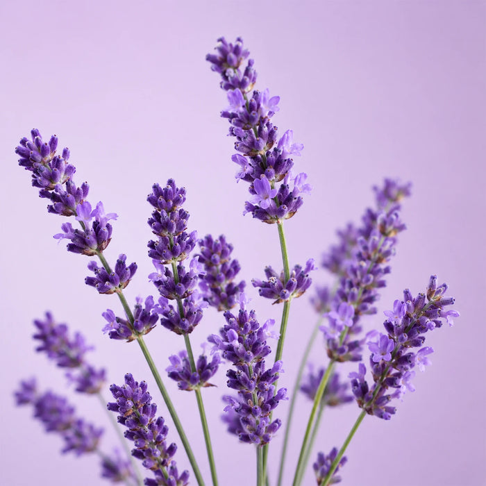 Lavender flower on purple background for BodyBest Lavender Essential Oil ingredient product image