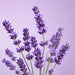 Lavender flower on purple background for BodyBest Lavender Essential Oil ingredient product image
