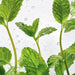 Peppermint leaves and stems dripped on essential oil , ingredient image for BodyBest Peppermint essential oil 