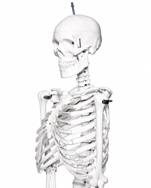 5.6-foot human skeleton budget model on a black rolling stand close up view