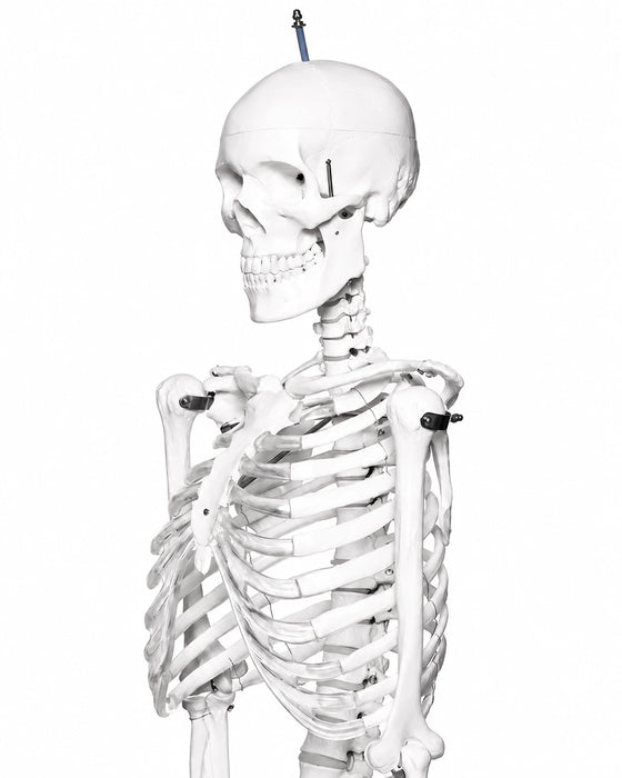 5.6-foot human skeleton budget model on a black rolling stand close up view