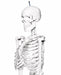 5.6-foot human skeleton budget model on a black rolling stand close up view