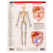 Circulatory System Perma Chart back page