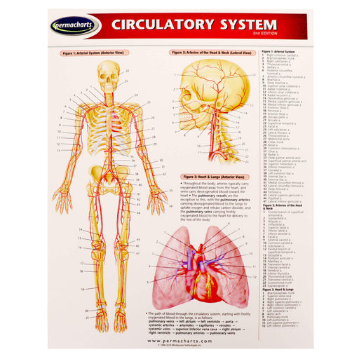 Circulatory System Perma Chart front page
