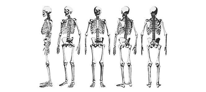 5 drawings of skeletons in different positions