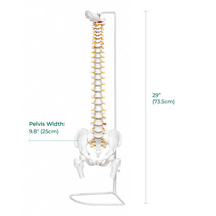 Back view flexible spine skeleton model with pelvis on stand, 29" (73.5 cm) tall