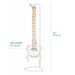 Back view flexible spine skeleton model with pelvis on stand, 29" (73.5 cm) tall