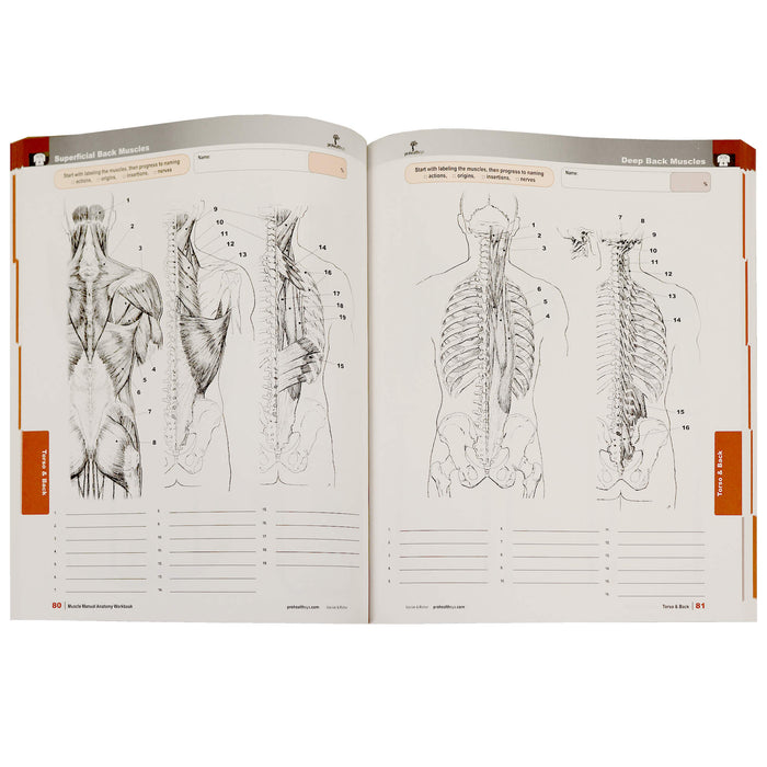 Open pages of Muscle Manual Anatomy workbook showing diagrams