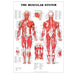 Muscular System Giant Poster 42 x 63"
