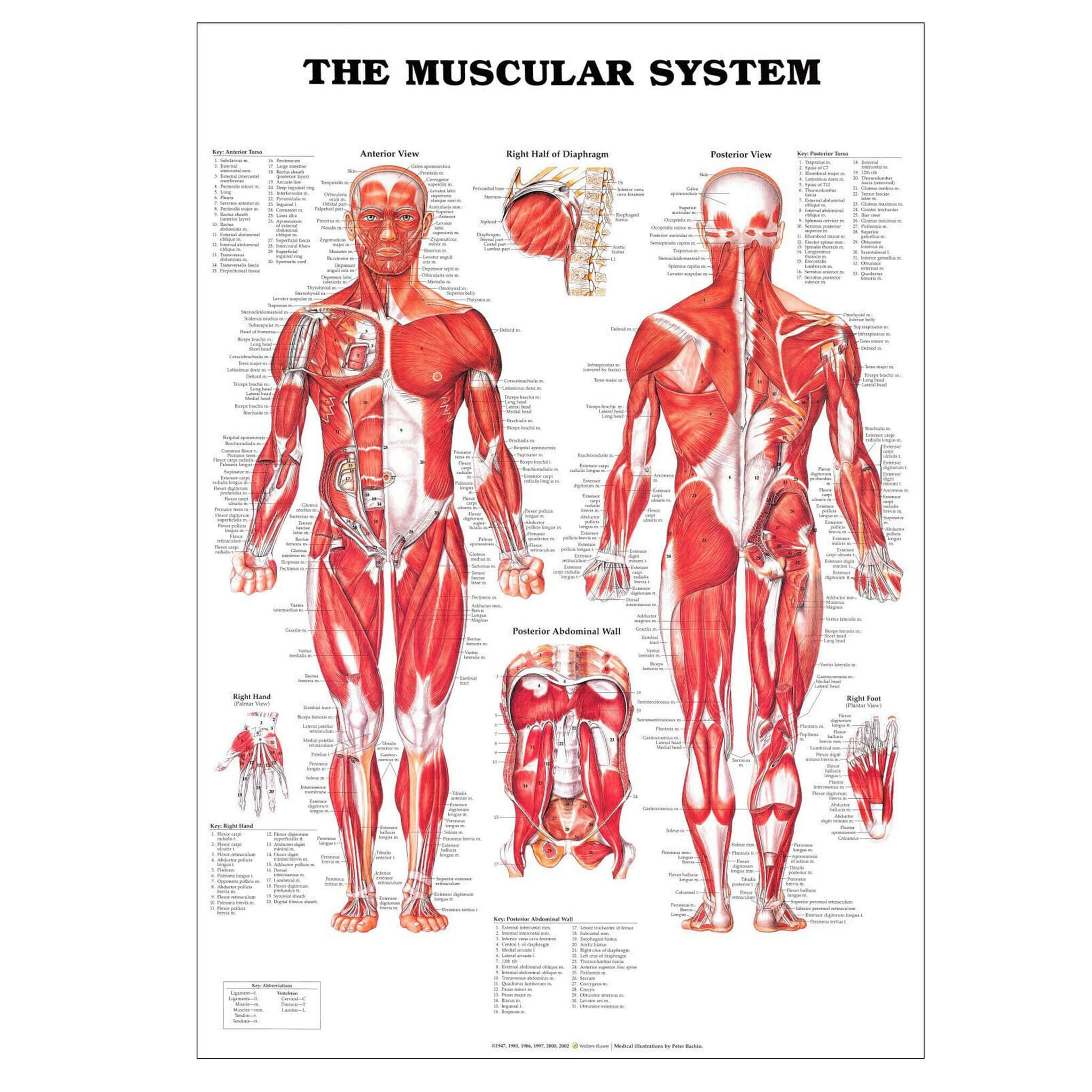 Muscular System Laminated Poster. A Great Educational Tool